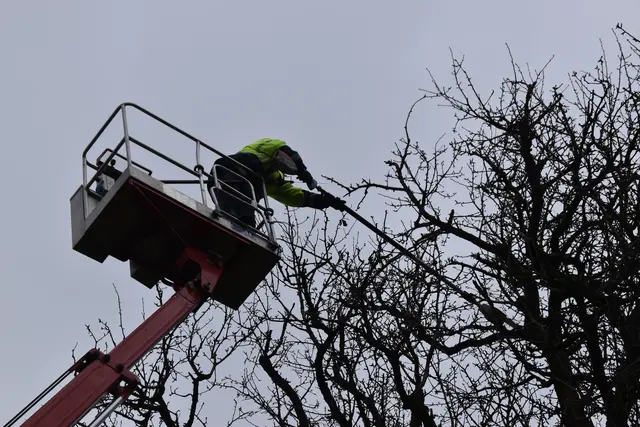 Engelbert Wieser in Aktion: Altbaumschnitt-Maßnahmen beim Mostlandhof in Schauboden | Foto: Roland Mayr/MeinBezirk Scheibbs