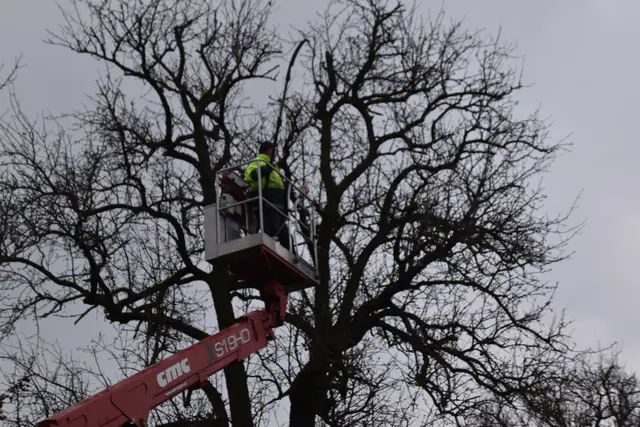 Engelbert Wieser in Aktion: Altbaumschnitt-Maßnahmen beim Mostlandhof in Schauboden | Foto: Roland Mayr/MeinBezirk Scheibbs
