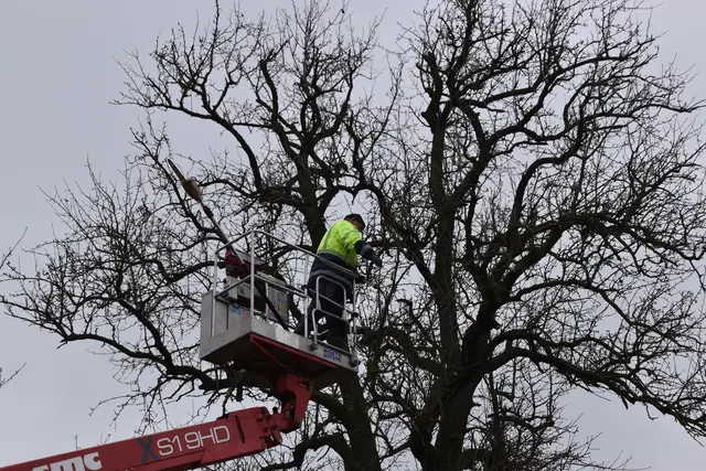 Engelbert Wieser in Aktion: Altbaumschnitt-Maßnahmen beim Mostlandhof in Schauboden | Foto: Roland Mayr/MeinBezirk Scheibbs