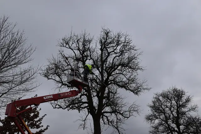 Engelbert Wieser in Aktion: Altbaumschnitt-Maßnahmen beim Mostlandhof in Schauboden | Foto: Roland Mayr/MeinBezirk Scheibbs