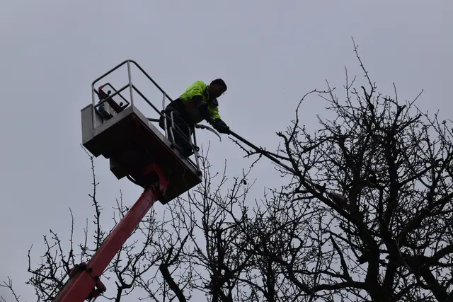 Engelbert Wieser aus Randegg in Aktion: Der Verein "Streuobsterhalt Mostviertel" setzt sich für den Verjüngungsschnitt uralter Baumriesen in der Region ein. | Foto: Roland Mayr/MeinBezirk Scheibbs