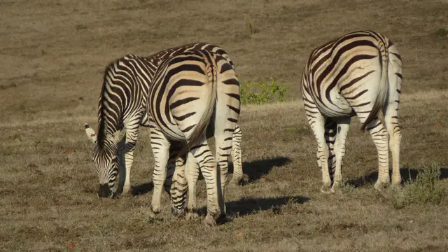 28.10.2025 auf der Pirschfahrt - Zebras