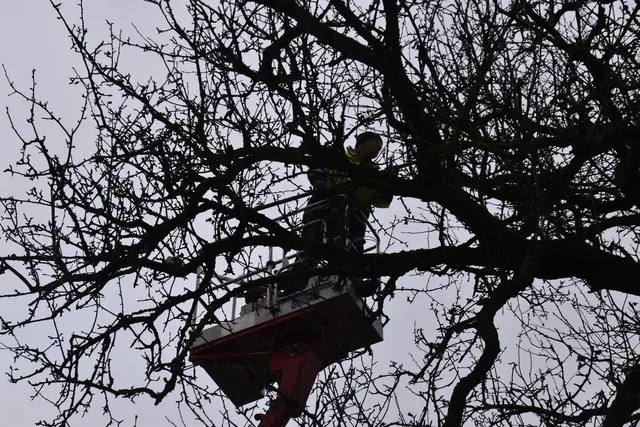 Engelbert Wieser in Aktion: Altbaumschnitt-Maßnahmen beim Mostlandhof in Schauboden | Foto: Roland Mayr/MeinBezirk Scheibbs