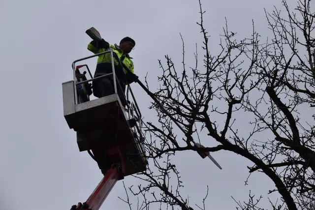 Engelbert Wieser in Aktion: Altbaumschnitt-Maßnahmen beim Mostlandhof in Schauboden | Foto: Roland Mayr/MeinBezirk Scheibbs