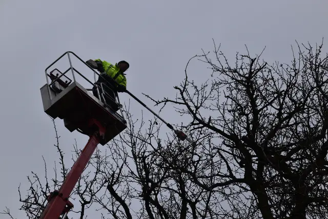 Engelbert Wieser in Aktion: Altbaumschnitt-Maßnahmen beim Mostlandhof in Schauboden | Foto: Roland Mayr/MeinBezirk Scheibbs