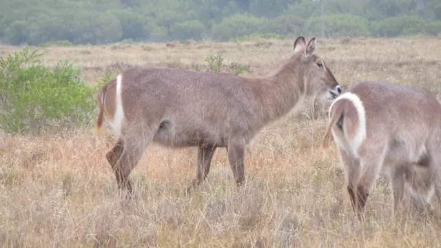 29.10.2025 der lustige Ellipsen-Wasserbock begegnete uns auch auf der Morgenpirsch