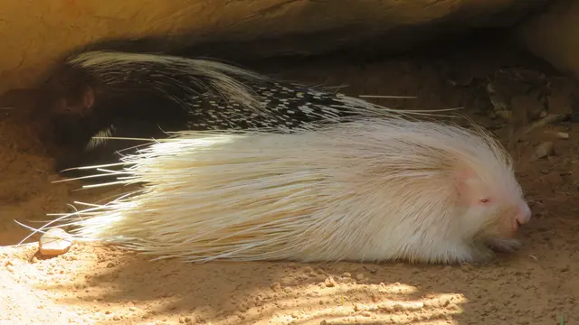 30.10.2025 Stachelschweine im Tiergarten