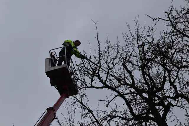 Engelbert Wieser in Aktion: Altbaumschnitt-Maßnahmen beim Mostlandhof in Schauboden | Foto: Roland Mayr/MeinBezirk Scheibbs