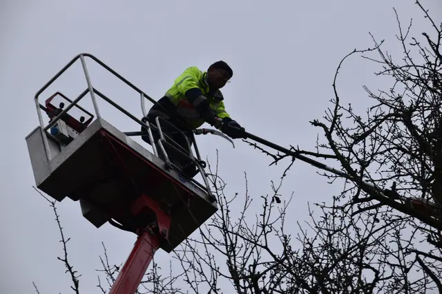 Engelbert Wieser in Aktion: Altbaumschnitt-Maßnahmen beim Mostlandhof in Schauboden | Foto: Roland Mayr/MeinBezirk Scheibbs