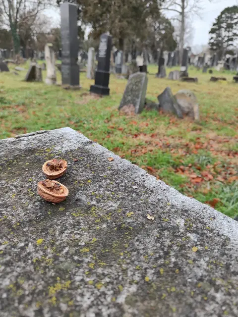 Da war wohl ein Eichkatzerl... | Foto: I.Wozonig