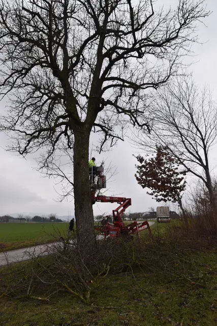 Engelbert Wieser in Aktion: Altbaumschnitt-Maßnahmen beim Mostlandhof in Schauboden | Foto: Roland Mayr/MeinBezirk Scheibbs