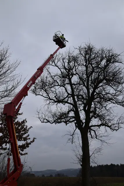 Engelbert Wieser in Aktion: Altbaumschnitt-Maßnahmen beim Mostlandhof in Schauboden | Foto: Roland Mayr/MeinBezirk Scheibbs