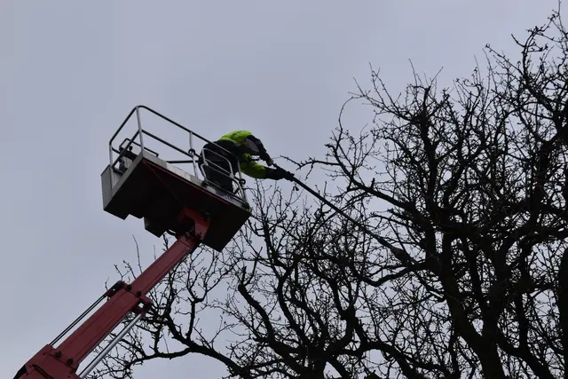 Engelbert Wieser in Aktion: Altbaumschnitt-Maßnahmen beim Mostlandhof in Schauboden | Foto: Roland Mayr/MeinBezirk Scheibbs