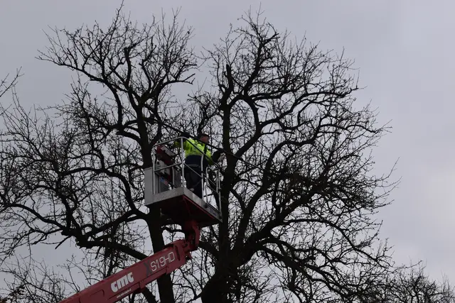 Engelbert Wieser in Aktion: Altbaumschnitt-Maßnahmen beim Mostlandhof in Schauboden | Foto: Roland Mayr/MeinBezirk Scheibbs