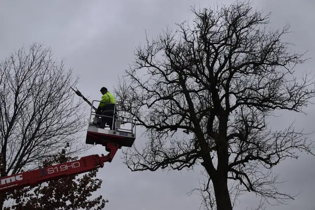 Engelbert Wieser in Aktion: Altbaumschnitt-Maßnahmen beim Mostlandhof in Schauboden | Foto: Roland Mayr/MeinBezirk Scheibbs