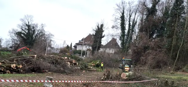 Gestern startete die Asfinag mit den angekündigten Baumfällungen im Bergschlössl- sowie Ziegeleipark. Insgesamt werden rund 250 Bäume gefällt. | Foto: "Ja! Zum Grüngürtel"