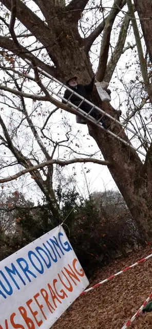 Aktuell sind mehrere Bäume im Bergschlösslpark durch Aktivisten besetzt. | Foto: Ja! Zum Grüngürtel
