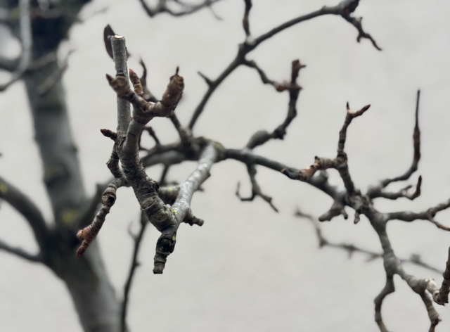 Die Knospen des Baumes haben sich im Dezember fest verschlossen.  | Foto: Sabrina Moriggl