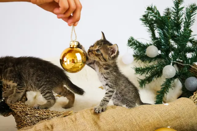 Die Tiere im TiKo freuen sich schon auf ihre Geschenke! | Foto: TiKo