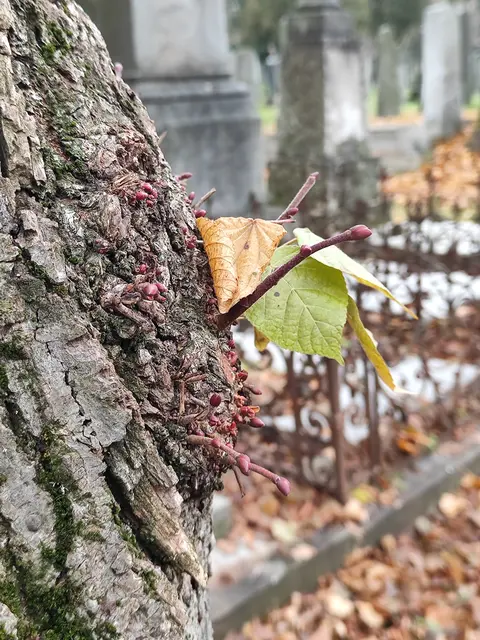 Auch neues Leben kann man entdecken... | Foto: I.Wozonig