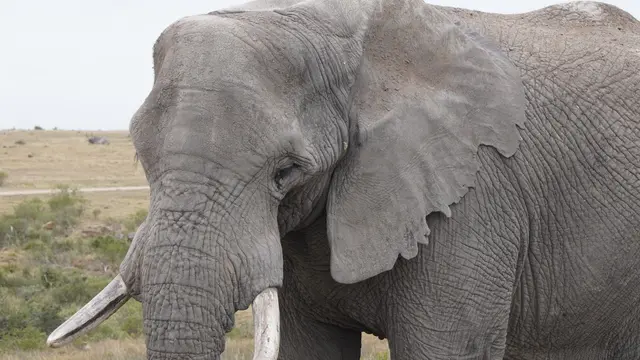 29.10.2025 Der Elefant bei der Morgenpirsch