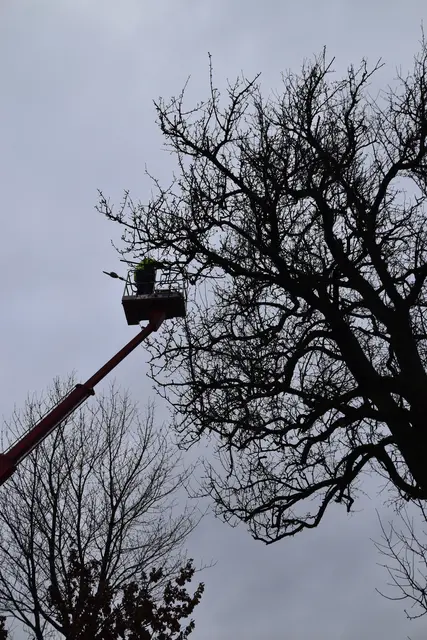 Engelbert Wieser in Aktion: Altbaumschnitt-Maßnahmen beim Mostlandhof in Schauboden | Foto: Roland Mayr/MeinBezirk Scheibbs
