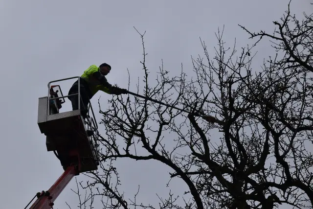 Engelbert Wieser in Aktion: Altbaumschnitt-Maßnahmen beim Mostlandhof in Schauboden | Foto: Roland Mayr/MeinBezirk Scheibbs