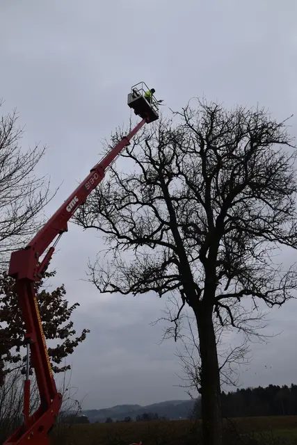 Engelbert Wieser in Aktion: Altbaumschnitt-Maßnahmen beim Mostlandhof in Schauboden | Foto: Roland Mayr/MeinBezirk Scheibbs