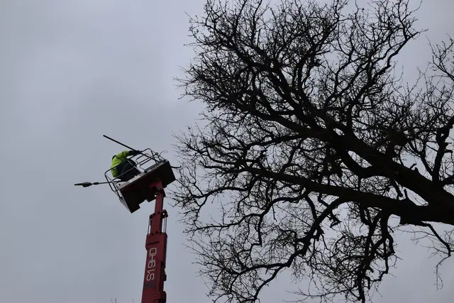 Engelbert Wieser in Aktion: Altbaumschnitt-Maßnahmen beim Mostlandhof in Schauboden | Foto: Roland Mayr/MeinBezirk Scheibbs