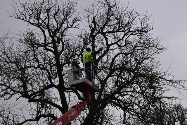 Engelbert Wieser in Aktion: Altbaumschnitt-Maßnahmen beim Mostlandhof in Schauboden | Foto: Roland Mayr/MeinBezirk Scheibbs