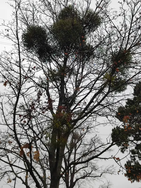 Die Bäume sind dicht behangen von den Misteln ... | Foto: I.Wozonig