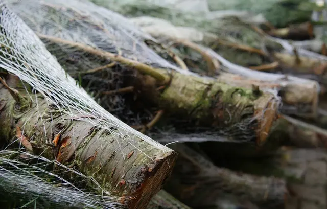 Wer seinen Christbaum sicher nach Hause bringen will, sollte ihn fest verzurren, die Spitze nach hinten ausrichten und auf stabile Gurte statt Gummispanner setzen. (Symbolbild) | Foto: pixabay