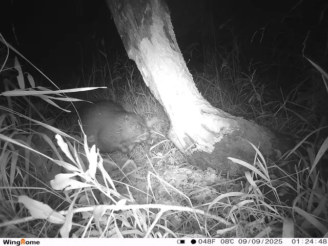 Erwischt: Eine Wildkamera hat den Biber im Naturpark Mürzer Oberland aufgenommen. Ob er alleine gekommen ist, ist noch unklar. | Foto: Naturpark