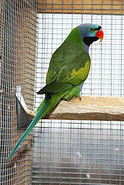 Foto: Johann Schleich