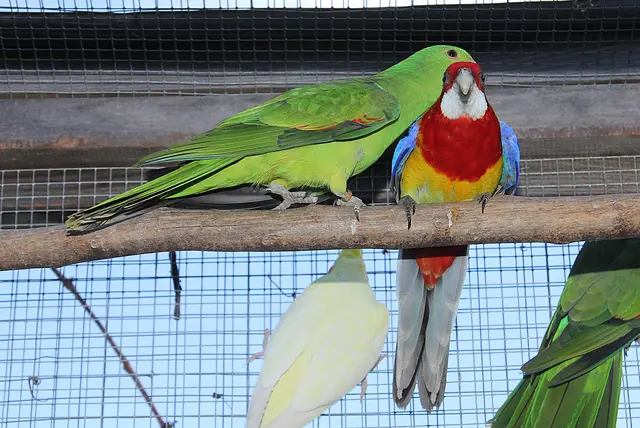 Foto: Johann Schleich