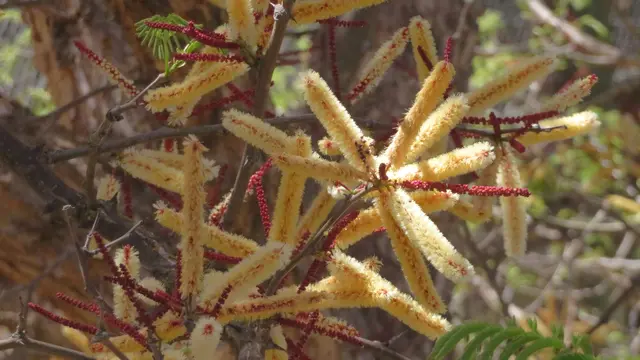 30.10.2025 Affen-Dornakazie ( Acacia galpinii bzw. Senegalia galpinii) oder Affendorn Es handelt sich um einen großen, laubabwerfenden Dornenbaum, der in Süd- und Ostafrika beheimatet ist und bis zu 30 Meter hoch werden kann.