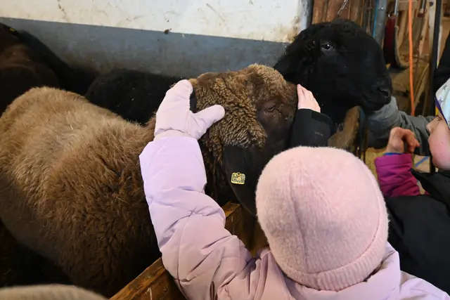 Schafe und Kinder beschnuppern sich vorerst gründlich. | Foto: Maxnhof