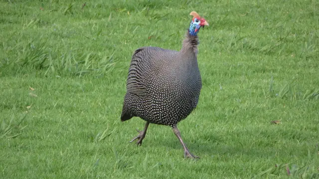 26.10.2025 Perlhuhn
