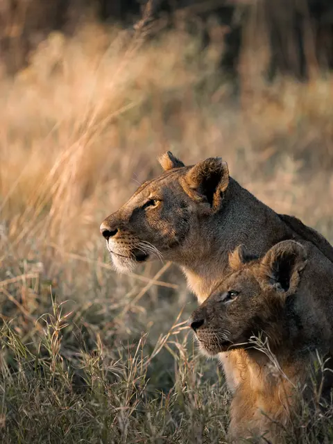Eine Löwenfamilie in Tansania | Foto: Philipp Voith