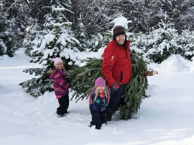 Ein ganz besonders stimmungsvolle erlbenis ist natürlich die Christbaumernte im Neuschnee Erlebnis istso wie hier vor einigen Jahren am Hof von Familie Paar in Kleinsteinbach bei Bad Blumau. | Foto: Familie Paar