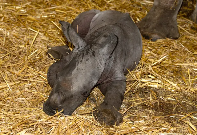 Freudige Nachrichten aus dem Zoo Schmiding in Krenglbach: Ein Breitmaulnashorn-Baby hat das Licht der Welt erblickt. | Foto: Zoo Schmiding /Sterns