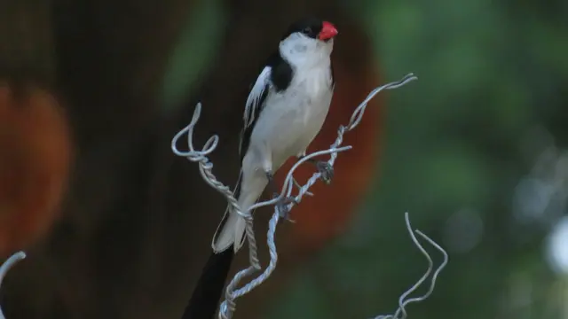 30.10.2025 Dominikanerwitwe (Vidua macroura) aus der Familie der Witwenvögel (Viduidae),  ein Brutschmarotzer, der seinen Nachwuchs von Wirtsvögeln großziehen lässt 
