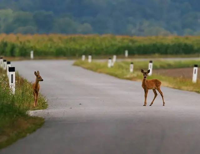 Foto: Thomas Berwein