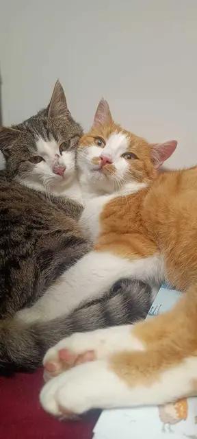 Flocky und Frosty, die sich am Tierschutzhof gemütlich aneinander kuscheln. | Foto: Pfotenhilfe