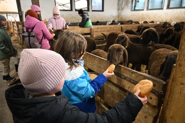 Mit Broten konnten die Schülerinnen und Schüler die Schafe anlocken und sich bekannt machen.  | Foto: Königer
