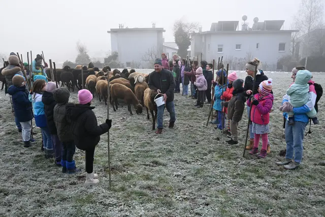 Mit Hirtenstock und vielen Leckerlies wird der Christkindleinzug mit Schafsherde auf der Weide des Maxnhofs geübt.  | Foto: Königer