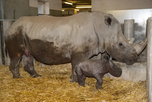 Nach einer Tragzeit von rund 16 Monaten kam das Nashorn-Jungtier in Krenglbach zur Welt. | Foto: Zoo Schmiding /Sterns
