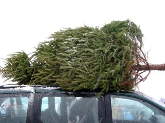 Mit ein paar Handgriffen bleibt der Baum beim Transport sicher und stabil – und Weihnachten stressfrei. | Foto: Smarterpix