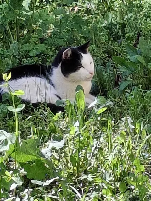 Dieser Kater heißt Angelino und wohnt am Hohen Markt in Krems. Wir suchen jetzt einen Namen für seinen ältesten Vorfahren. | Foto: PG