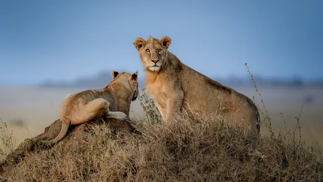 Eine Nacht mit Löwen verbringen - für viele unvorstellbar | Foto: Philipp Voith